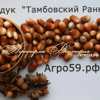 Фундук ТАМБОВСКИЙ РАННИЙ Фундук ТАМБОВСКИЙ РАННИЙ